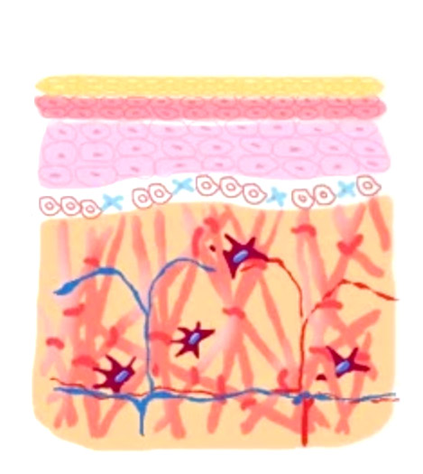 Derma Veil 童顏針 10
