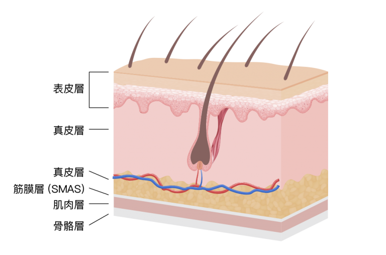 2006 I305 024 Sensory Receptors Skin Converted 01 768x507 - 哈佛輪廓療程 - ​輪廓療程
